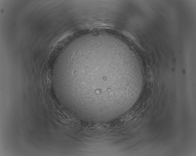 X0000077281063200611031520