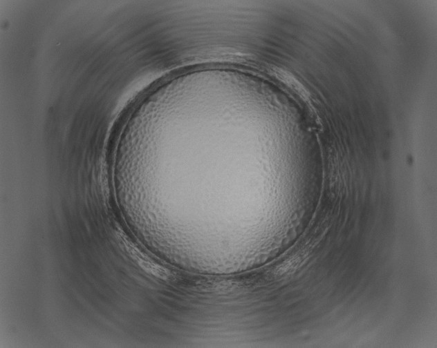 X0000077281072200611031519