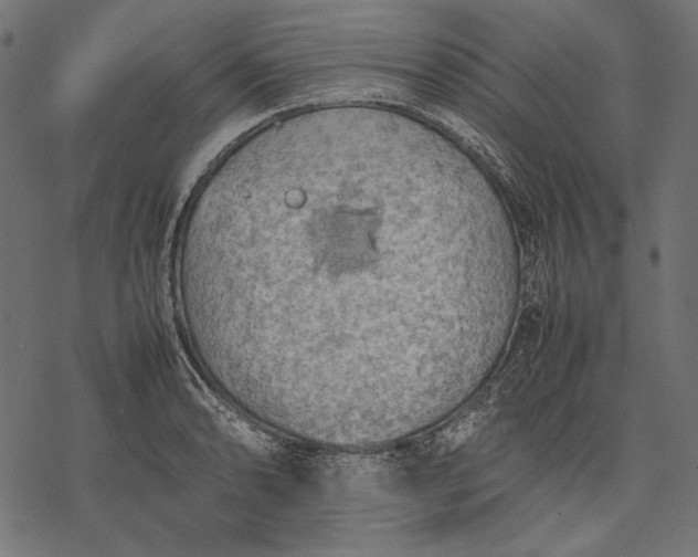 X0000077281086200611031519