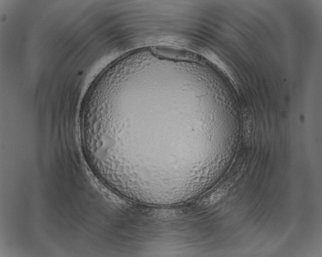 X0000077281088200611031519