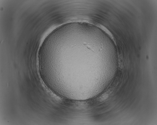 X0000077281096200611031519