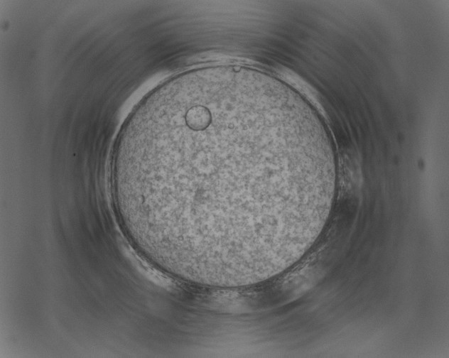 X0000077281098200611031519