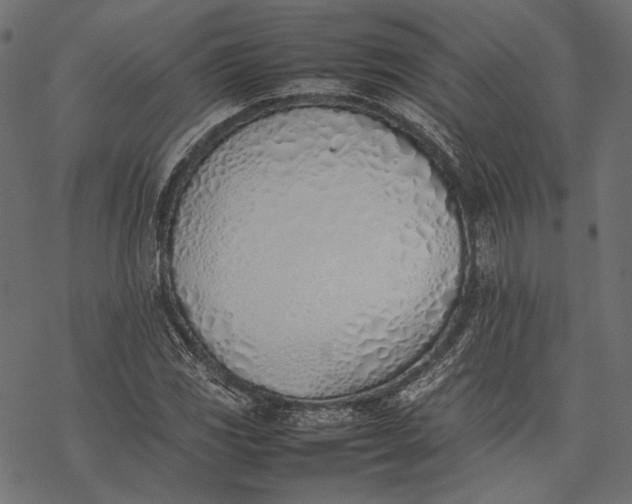 X0000077281117200611031518