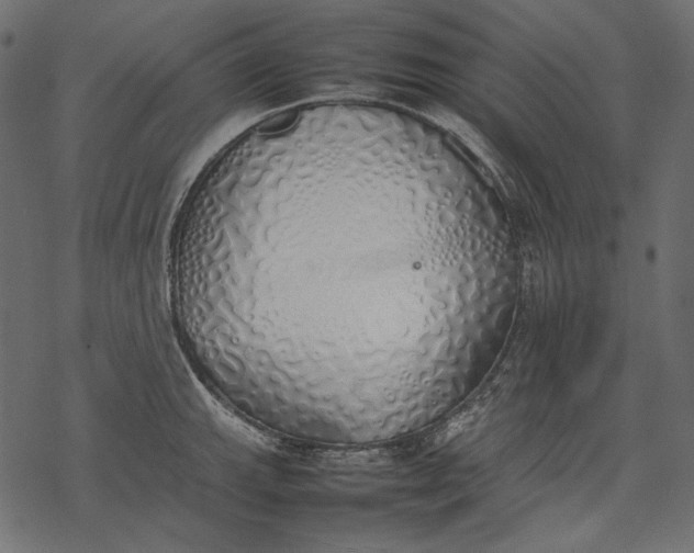 X0000077281143200611031519