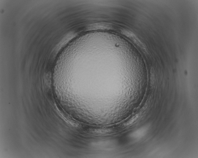 X0000077281233200611031517