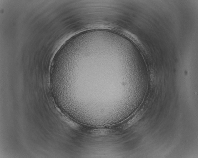 X0000077281236200611031517