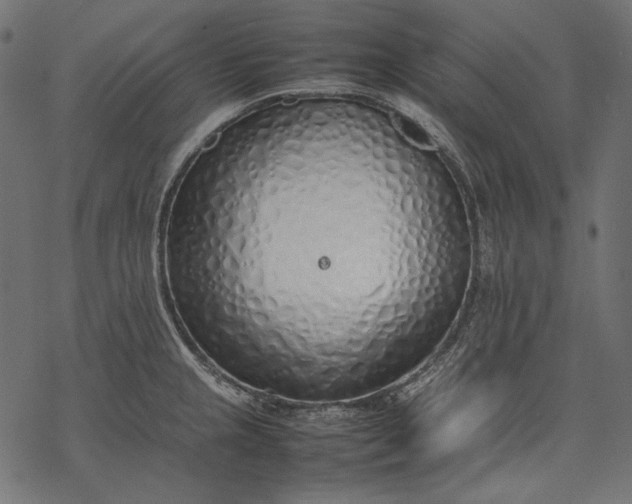 X0000077281237200611031517