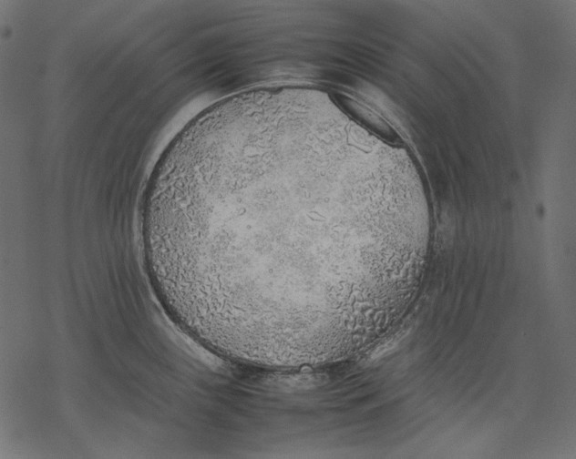 X0000077281243200611031517