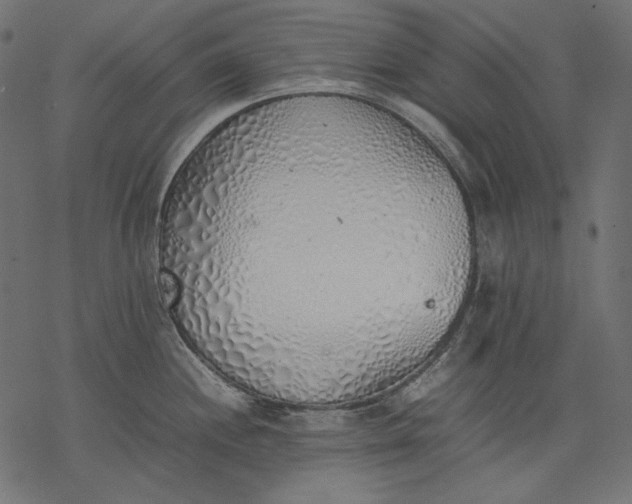 X0000077281244200611031517