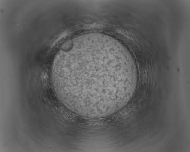 X0000077281254200611031516