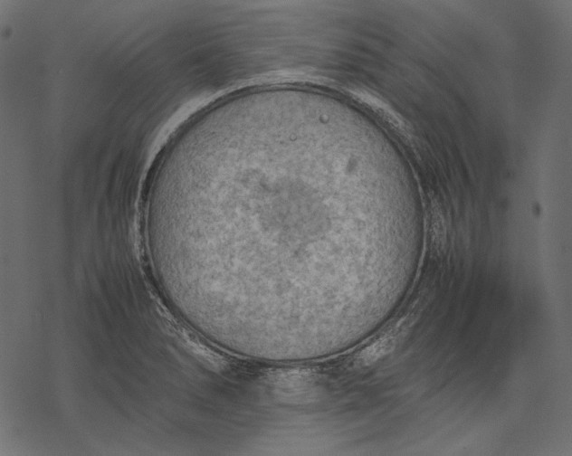 X0000077281278200611031516