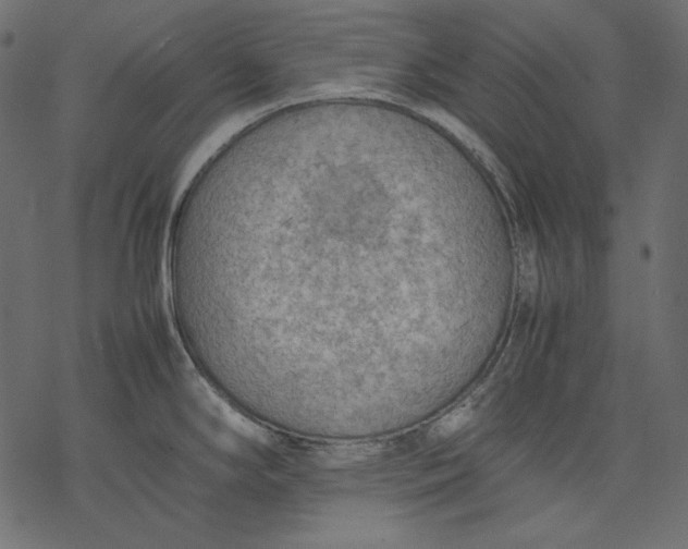 X0000077281294200611031516