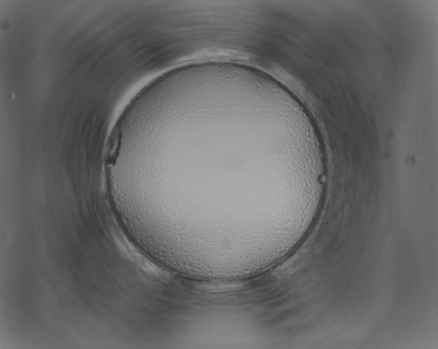 X0000077281296200611031516