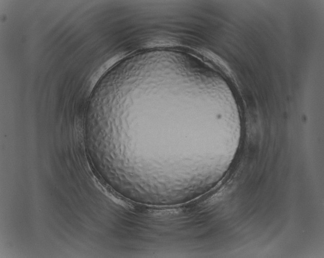 X0000077281337200611031516