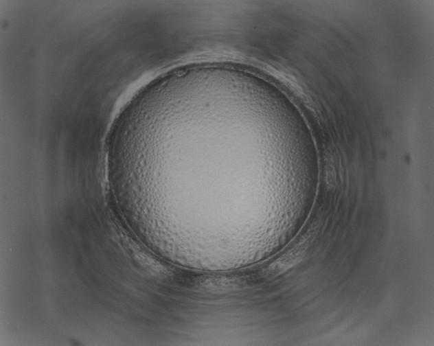 X0000077281366200611031515