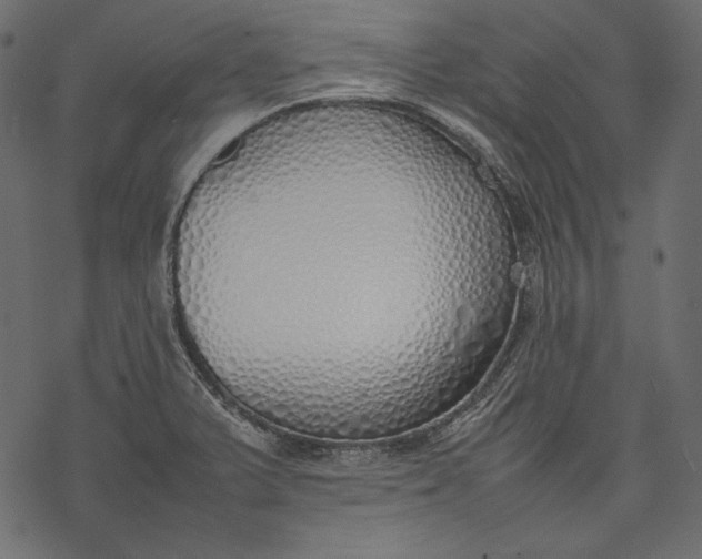 X0000077281375200611031514