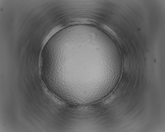 X0000077281378200611031514