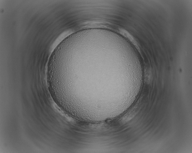 X0000077281386200611031514