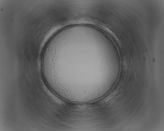 X0000077281416200611031514