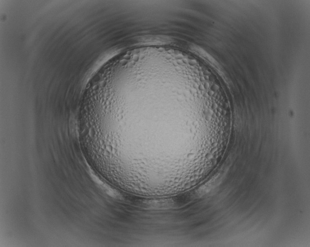 X0000077281433200611031514