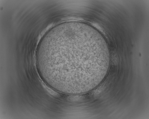 X0000077281474200611031513