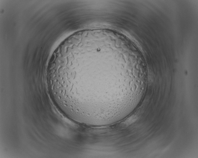 X0000077281486200611031513