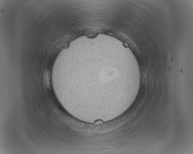 X0000077280026200611101329