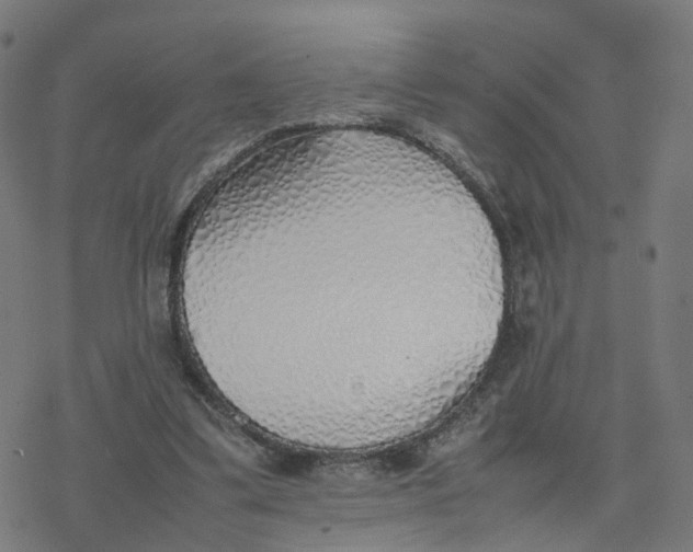 X0000077280299200611101325