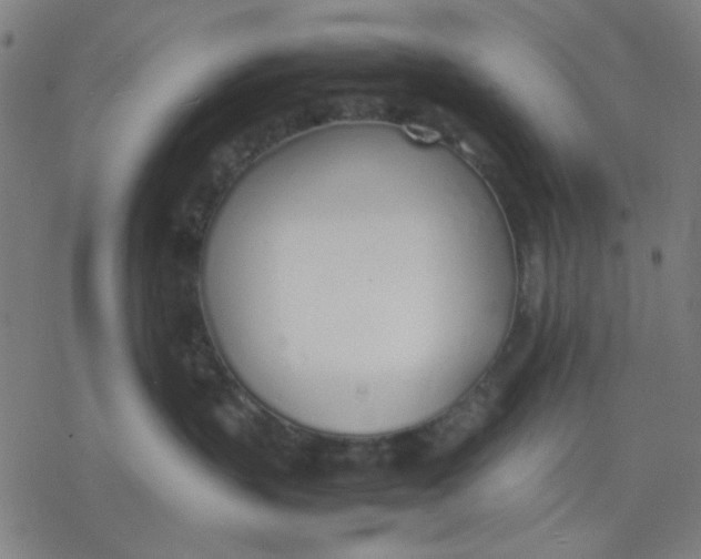 X0000077280383200611101324