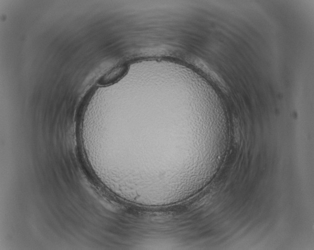 X0000077280486200611101321