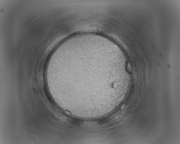 X0000077280487200611101321