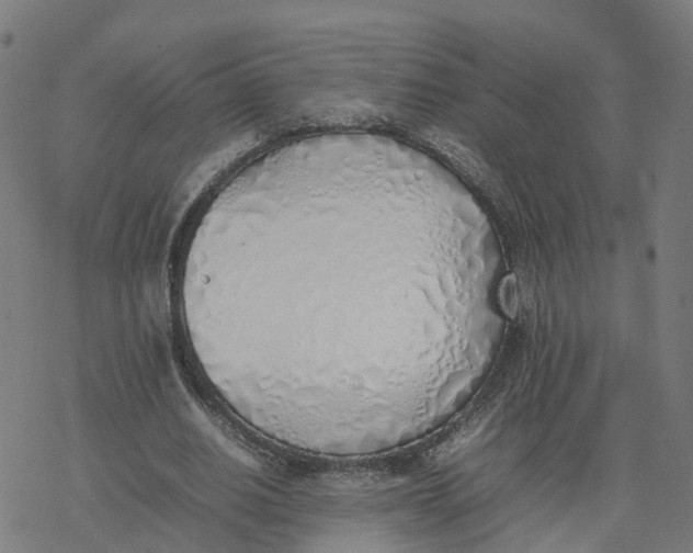 X0000077280630200611101319