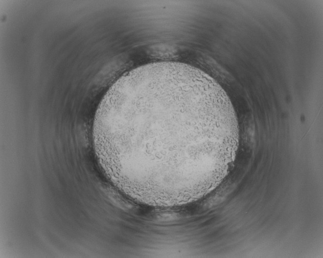 X0000077280658200611101319