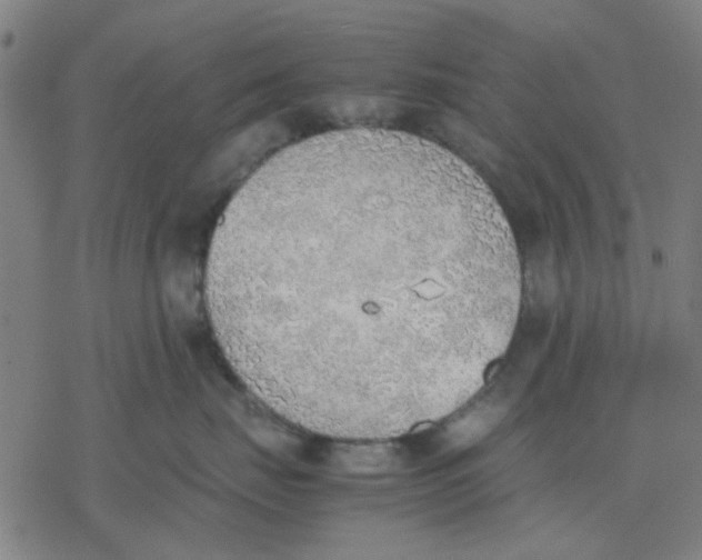 X0000077280671200611101319