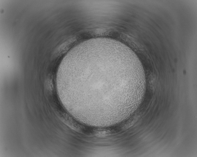 X0000077280746200611101317