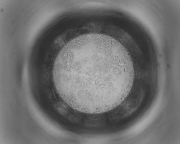 X0000077280765200611101318