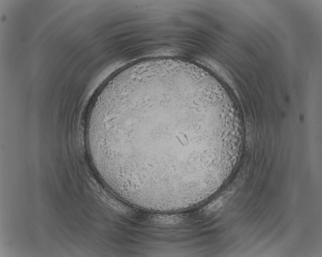 X0000077280835200611101316