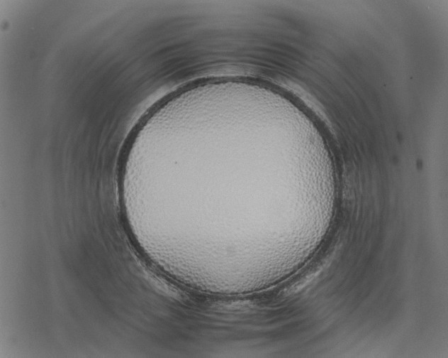 X0000077280837200611101316