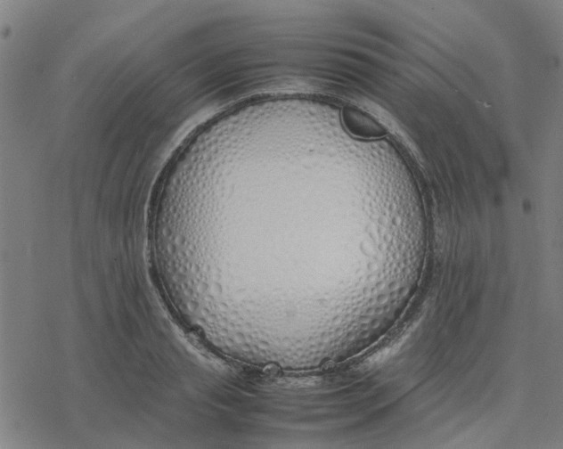 X0000077280845200611101316