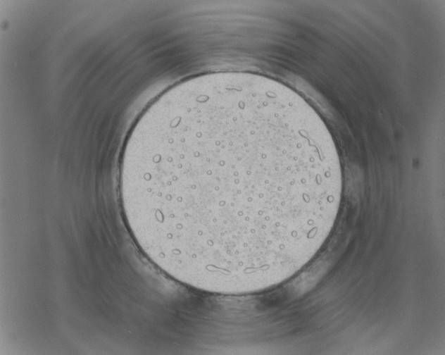 X0000077280856200611101316