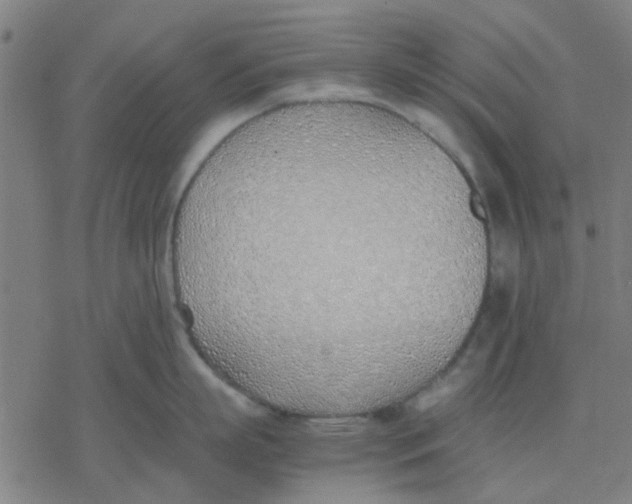 X0000077280863200611101316