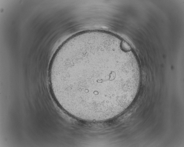 X0000077280895200611101315