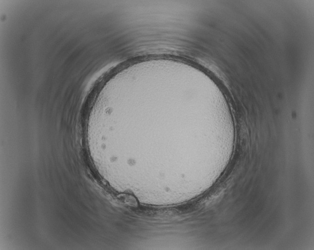 X0000077280979200611101313