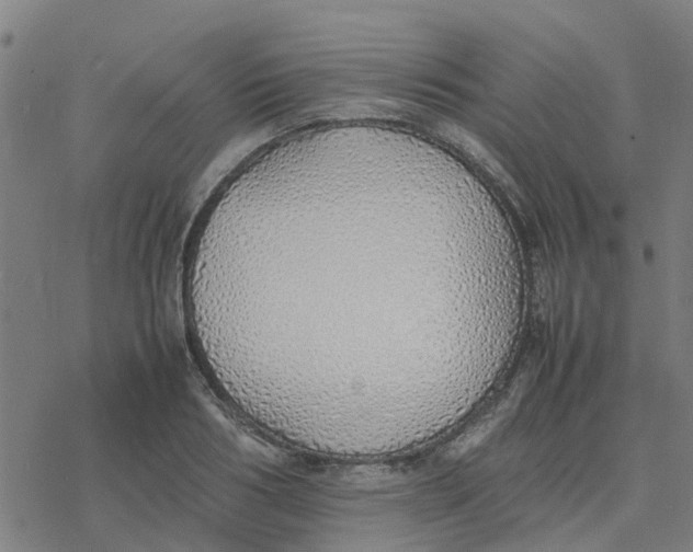 X0000077280986200611101313