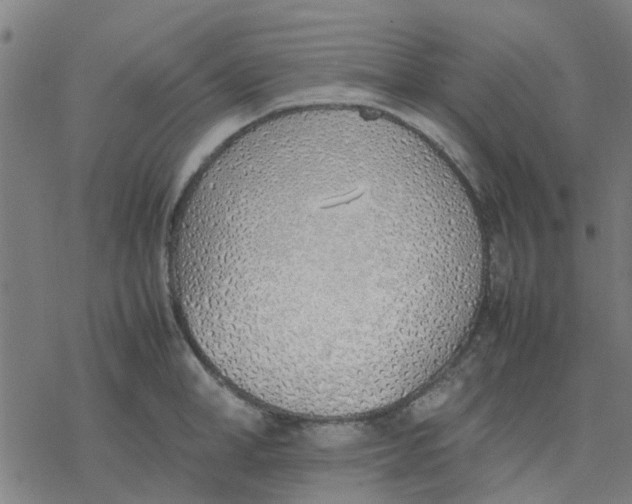 X0000077280998200611101313