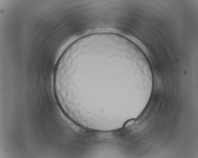 X0000077281006200611101313