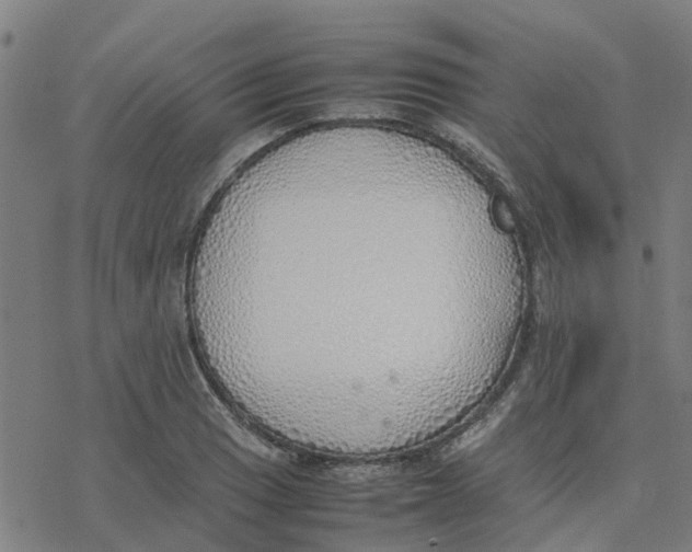 X0000077281033200611101313