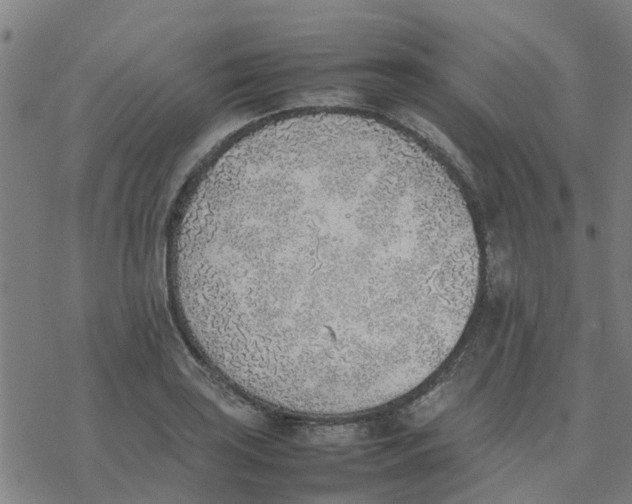 X0000077281035200611101313