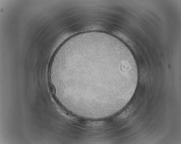 X0000077281039200611101313