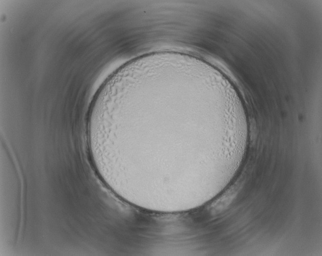 X0000077281048200611101313